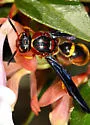 Toltec Potter Wasp - photo 3