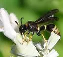 Toltec Potter Wasp - photo 4