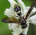 Toltec Potter Wasp - photo 5