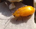 Parchicola tibialis