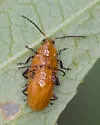 Parchicola tibialis - photo 3