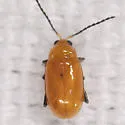 Parchicola tibialis - photo 4