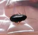 Boll's Wood Cockroach