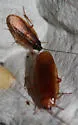 Boll's Wood Cockroach - photo 2