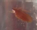Boll's Wood Cockroach - photo 4