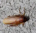 Boll's Wood Cockroach - photo 5