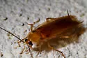 Caudell's Wood Cockroach