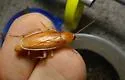Caudell's Wood Cockroach - photo 2