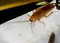 Caudell's Wood Cockroach - photo 3