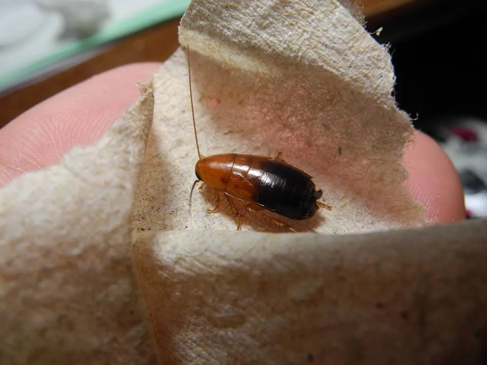 Desert Wood Cockroach
