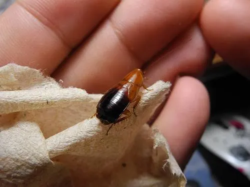 Desert Wood Cockroach - photo 2