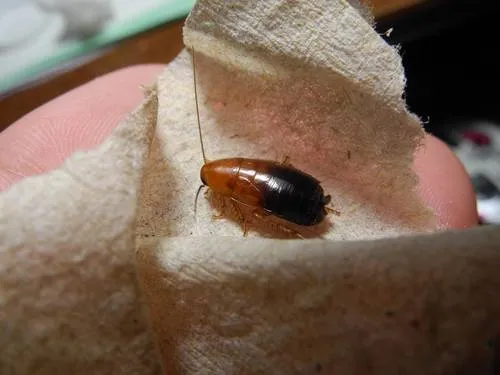 Desert Wood Cockroach - photo 3