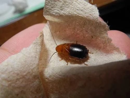 Desert Wood Cockroach - photo 4