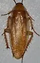 Fulvous Wood Cockroach