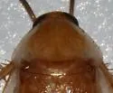 Fulvous Wood Cockroach - photo 2