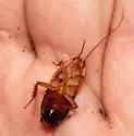 Fulvous Wood Cockroach - photo 3