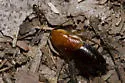 Fulvous Wood Cockroach - photo 4