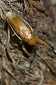 Fulvous Wood Cockroach - photo 5