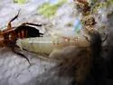 Broad Wood Cockroach