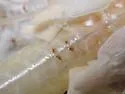 Broad Wood Cockroach - photo 2