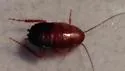 Broad Wood Cockroach - photo 3