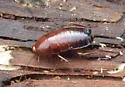 Broad Wood Cockroach - photo 4
