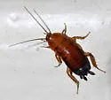 Broad Wood Cockroach - photo 5