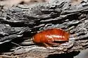 Arizona Wood Cockroach