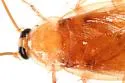 Arizona Wood Cockroach - photo 3