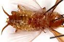 Arizona Wood Cockroach - photo 4