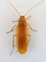 Arizona Wood Cockroach - photo 5