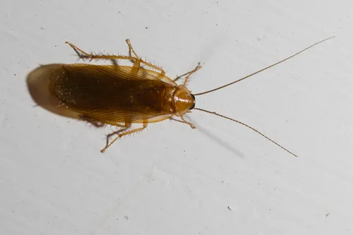 Uhler's Wood Cockroach - photo 2