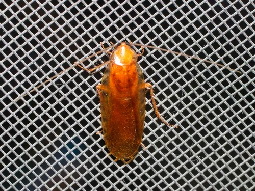 Uhler's Wood Cockroach - photo 3