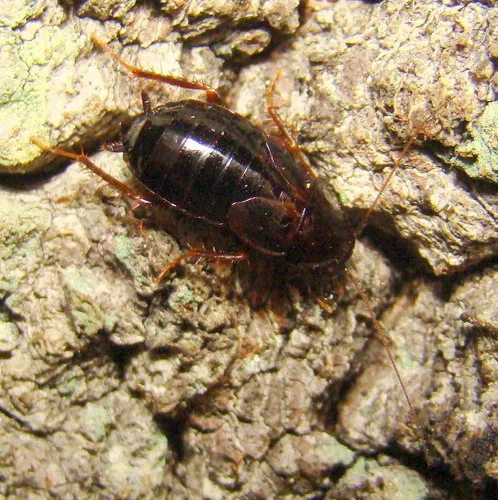 Uhler's Wood Cockroach - photo 4