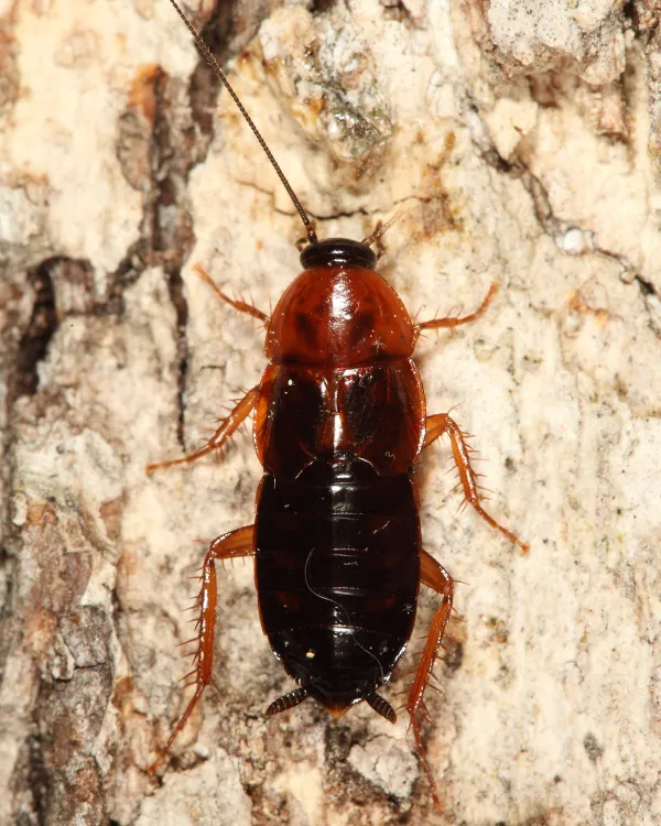 Virginia Wood Cockroach