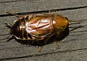 Zebra Wood Cockroach