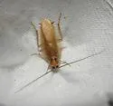 Zebra Wood Cockroach - photo 2