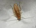Zebra Wood Cockroach - photo 3
