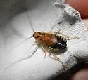 Zebra Wood Cockroach - photo 5