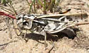Coral-winged Grasshopper - Pardalophora apiculata