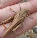 Coral-winged Grasshopper - photo 2
