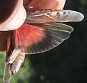 Coral-winged Grasshopper - photo 3