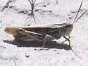 Coral-winged Grasshopper - photo 4