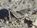 Coral-winged Grasshopper - photo 5