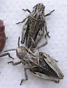 Haldeman's Grasshopper
