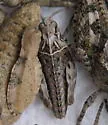 Haldeman's Grasshopper - photo 2
