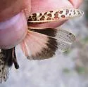 Haldeman's Grasshopper - photo 3