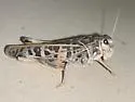 Haldeman's Grasshopper - photo 4