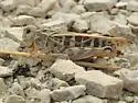 Haldeman's Grasshopper - photo 5