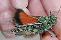 Orange-winged grasshopper - photo 2